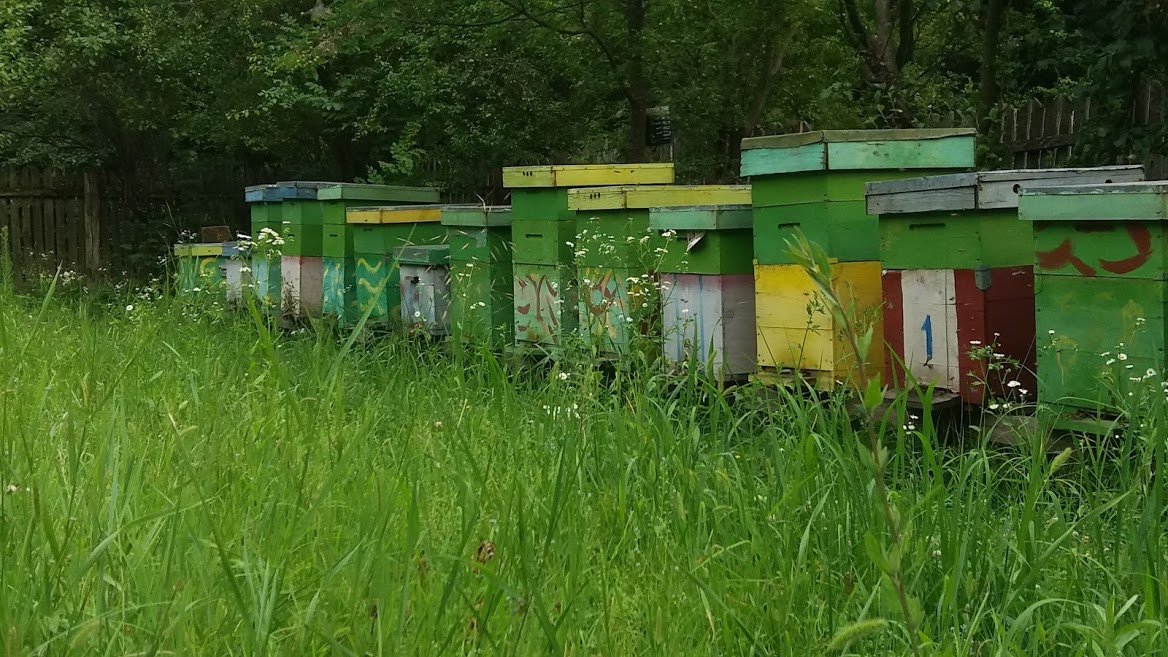 Cum faci bani din apicultură cu o stupină mică Tac su diverse pasiuni